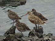 Picture/image of Marbled Godwit