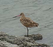 Picture/image of Marbled Godwit