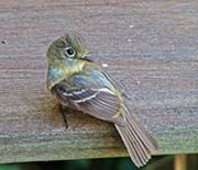 Picture/image of Pacific-slope Flycatcher