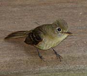 Picture/image of Pacific-slope Flycatcher