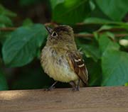 Picture/image of Pacific-slope Flycatcher