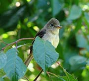 Picture/image of Pacific-slope Flycatcher