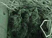 Picture/image of Pacific-slope Flycatcher