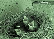 Picture/image of Black Phoebe