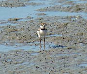 Picture/image of Killdeer