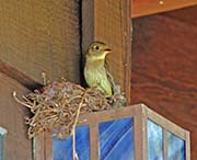 Picture/image of Pacific-slope Flycatcher