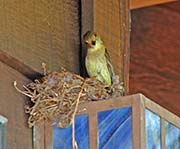 Picture/image of Pacific-slope Flycatcher