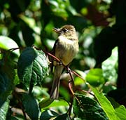 Picture/image of Pacific-slope Flycatcher