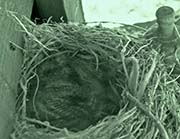 Picture/image of Pacific-slope Flycatcher