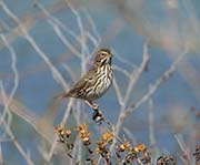 Picture/image of Savannah Sparrow