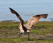 Picture/image of Marbled Godwit