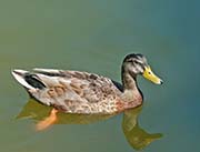Picture/image of Mallard