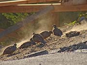 Picture/image of California Quail