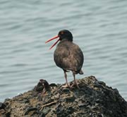 Picture/image of Black Oystercatcher