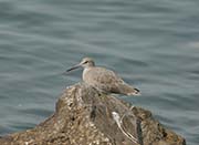 Picture/image of Willet