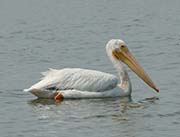 Picture/image of American White Pelican