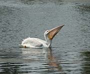Picture/image of American White Pelican