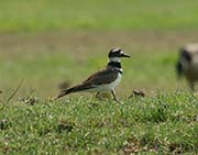 Picture/image of Killdeer