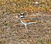 Picture/image of Killdeer