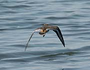 Picture/image of Killdeer