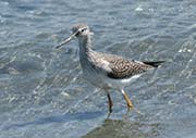 Picture/image of Greater Yellowlegs