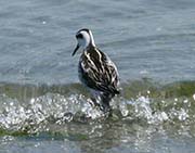 Picture/image of Red-necked Phalarope