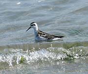 Picture/image of Red-necked Phalarope