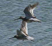 Picture/image of Short-billed Dowitcher