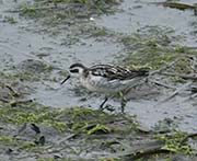Picture/image of Red-necked Phalarope