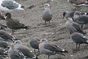 Picture/image of Heermann's Gull