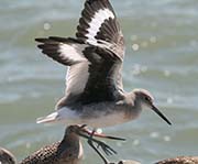 Picture/image of Willet