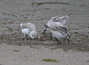 Picture/image of Sanderling