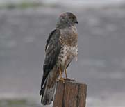Picture/image of Northern Harrier
