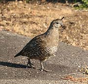 Picture/image of California Quail