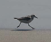 Picture/image of Sanderling
