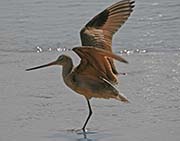 Picture/image of Marbled Godwit