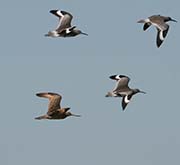Picture/image of Marbled Godwit