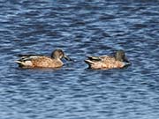 Picture/image of Northern Shoveler