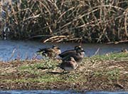 Picture/image of Blue-winged Teal