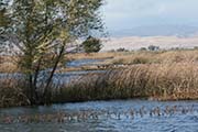 Picture/image of Sacramento Wildlife Refuge