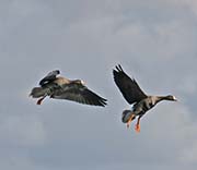 Picture/image of Greater White-fronted Goose