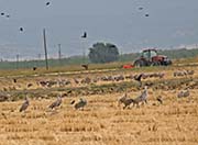 Picture/image of Sandhill Crane