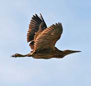 Picture/image of American Bittern