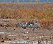 Picture/image of Sandhill Crane