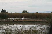 Picture/image of Sacramento Wildlife Refuge
