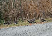 Picture/image of Greater White-fronted Goose