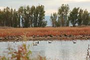 Colusa Wildlife Refuge
