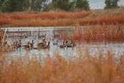Picture/image of Colusa Wildlife Refuge
