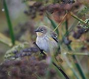 Picture/image of Yellow-rumped Audubon Warbler