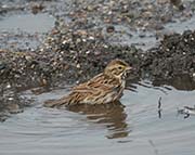 Picture/image of Savannah Sparrow